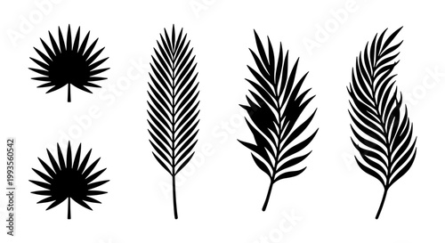 Fotografija Tropical palm leaf silhouettes, black botanical foliage vector set, exotic summe