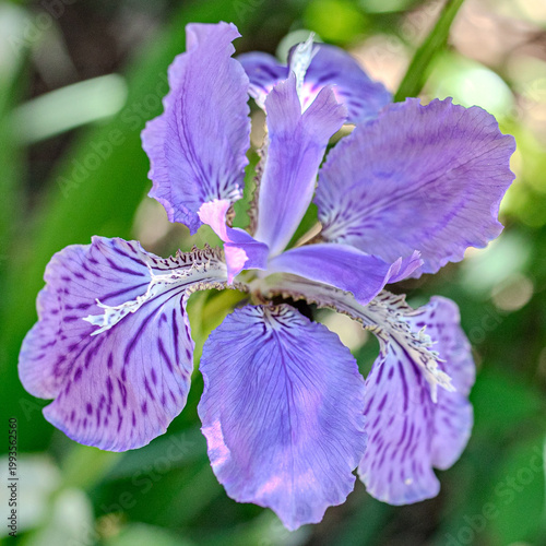 Iris in garden