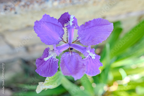Iris symmetry 