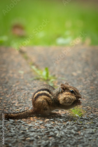 Chipmunk on porch