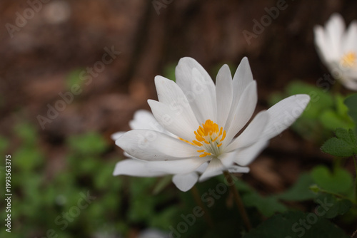 Crocus flowers in forest