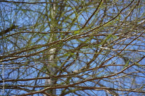 Frischer hellgrüner Austrieb der Echten Sumpfzypresse (Taxodium distichum) im Frühling 