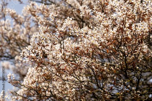 Close-up of White Juneberry Blossoms