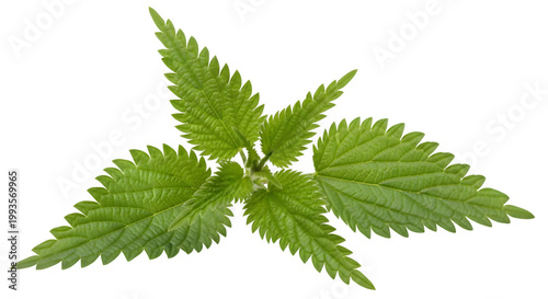 Fresh green nettle plant leaves on a white background with vegetation