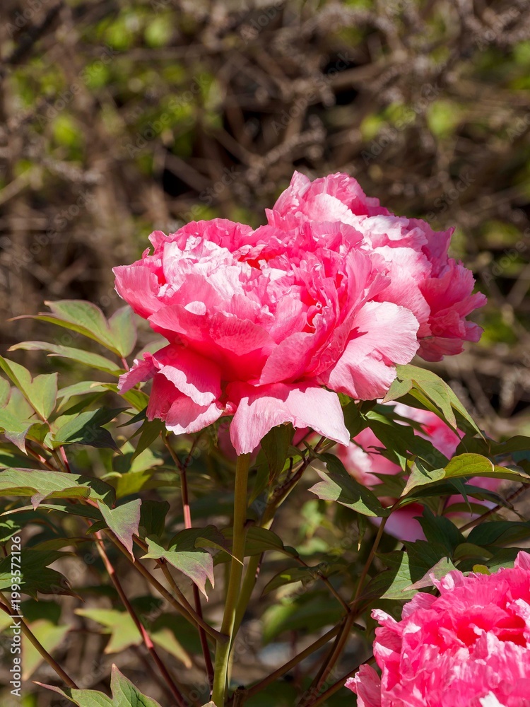 Fototapeta premium Baumpfingstrosen (Paeonia suffruticosa) Die Kombination aus großen Blüten mit leuchtend rosa gefüllten Blütenblättern und dunkelgrün gelapptem Laub verleiht der Pfingstrose eine besondere Schönheit 