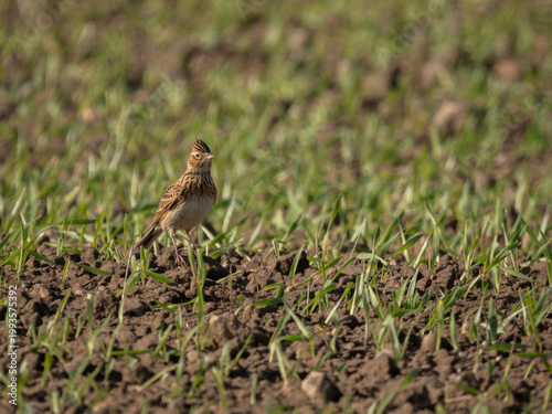 Alert Skylark in a farmers field of Wheat