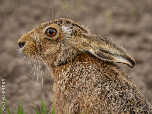 Close up of a Brown Hare in a field