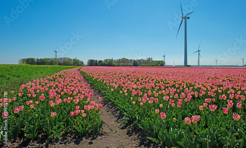 Field with colorful flowers in bright sunlight in springtime, Almere, Flevoland, The Netherlands, April 21, 2026