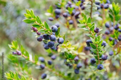 Close view of ripe blueberries growing on a bush under bright sunlight in a garden during summer months