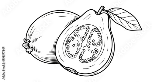 vector illustration of an apple