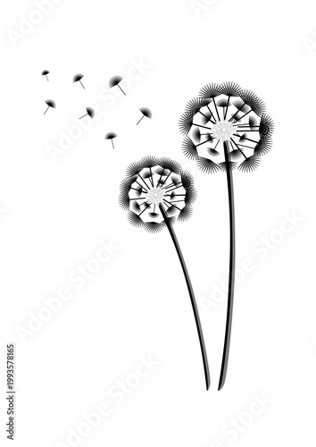Dandelions flowers in black with floating seeds