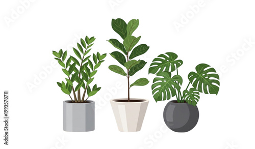Potted plant vector monstera ficus zamioculcas indoor botanical set