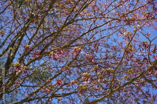 Rötlicher Frühlingsaustrieb eines Rot-Ahorns (Acer rubrum) vor blauem Himmel