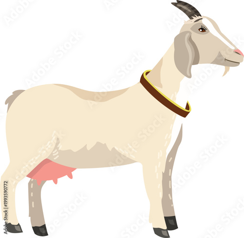 Standing white domestic goat with udder isolated on transparent background
