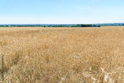 View of a barley field in a rural landscape on a clear summer day