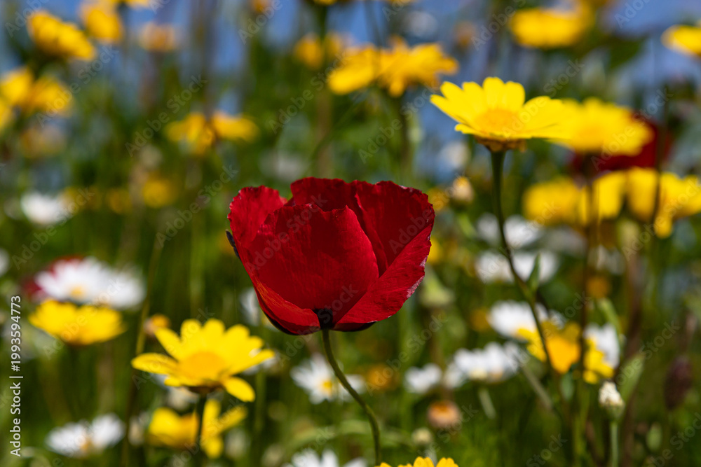 Fototapeta premium Single red poppy among yellow and white wildflowers.