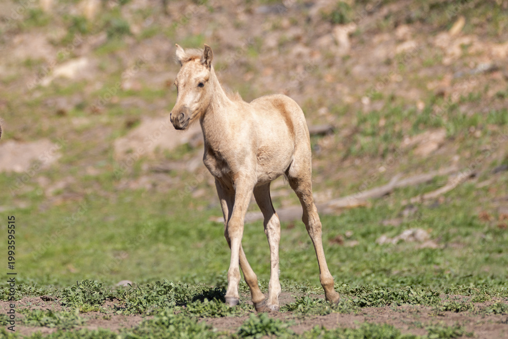 Fototapeta premium Palomino wild horse baby colt in the Apache Sitgreaves National Forest mountains in Heber Arizona United States