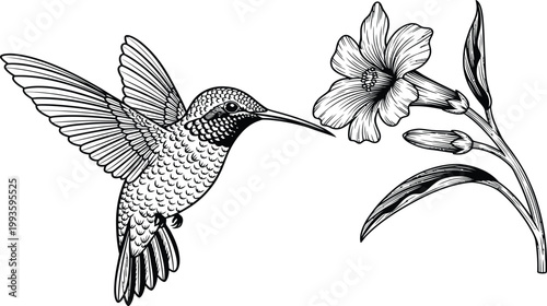 Detailed hummingbird hovering drinking nectar from flower blossom, vintage engraving style black white botanical wildlife nature illustration vector