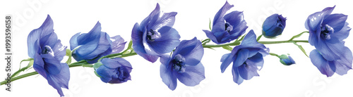 3 blue delphinium flowers, cut out on a transparent background