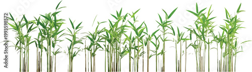 3d rendering of multiple bamboo plants isolated on a transparent background