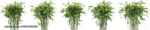 3d render of multiple isolated bamboo plants on a transparent background