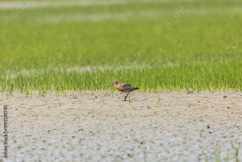 Bar-tailed Godwit (Limosa lapponica) at Patibunia Bearch, South 24 Parganas, West Bengal, India,