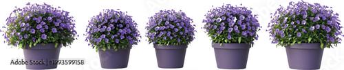 5 purple ornamental plants of varying sizes, 3d render, white background