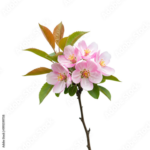 Delicate pink apple blossoms on a branch against a black background