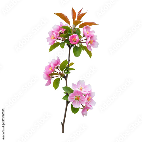 Delicate pink crabapple blossom branch isolated on black background