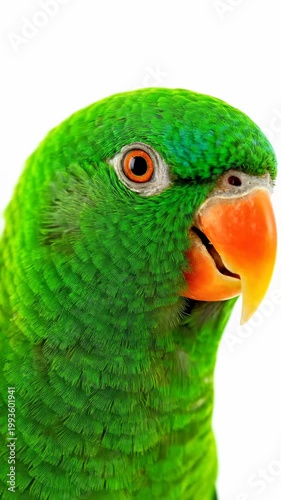 Close-up Portrait of a Vibrant Green Parrot with an Orange Beak.