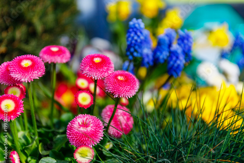 Bright flowers bloom in a garden during springtime showcasing various colors and types of plants in a lively setting