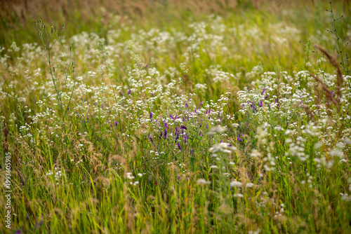 Wildflower Meadow in Summer Light