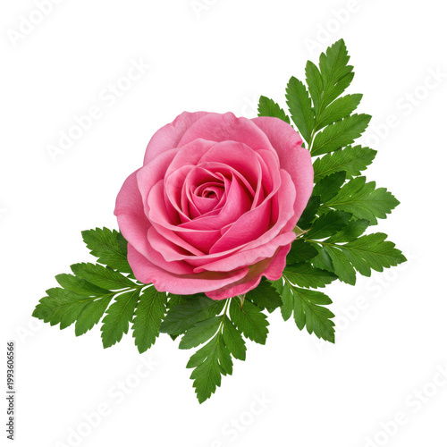 Single pink rose with lush green foliage on black background
