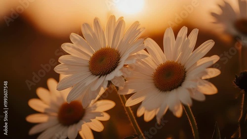 daisy flower in the sun
