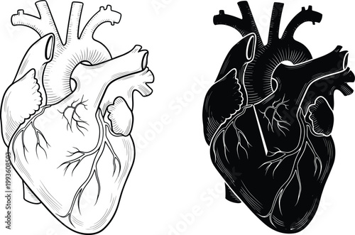 A detailed illustration showcases a human heart from two distinct perspectives providing anatomical clarity high quality professional modern elegant stylish clean