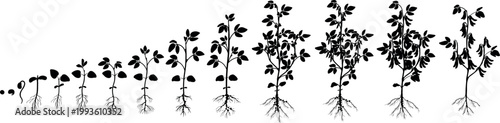 Black silhouette of Soybean (Glycine max) life cycle with root system and nitrogen-fixing nodules, growth stages from seed germination to maturity, botanical vector illustration. Scientific agronomy i