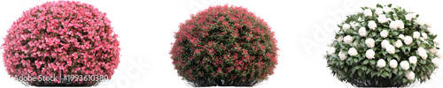 three different sizes of pink and red topiary bushes with white flowers, on a transparent background