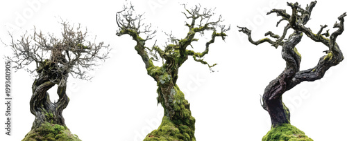 three different types of dead trees covered in moss, against a transparent background