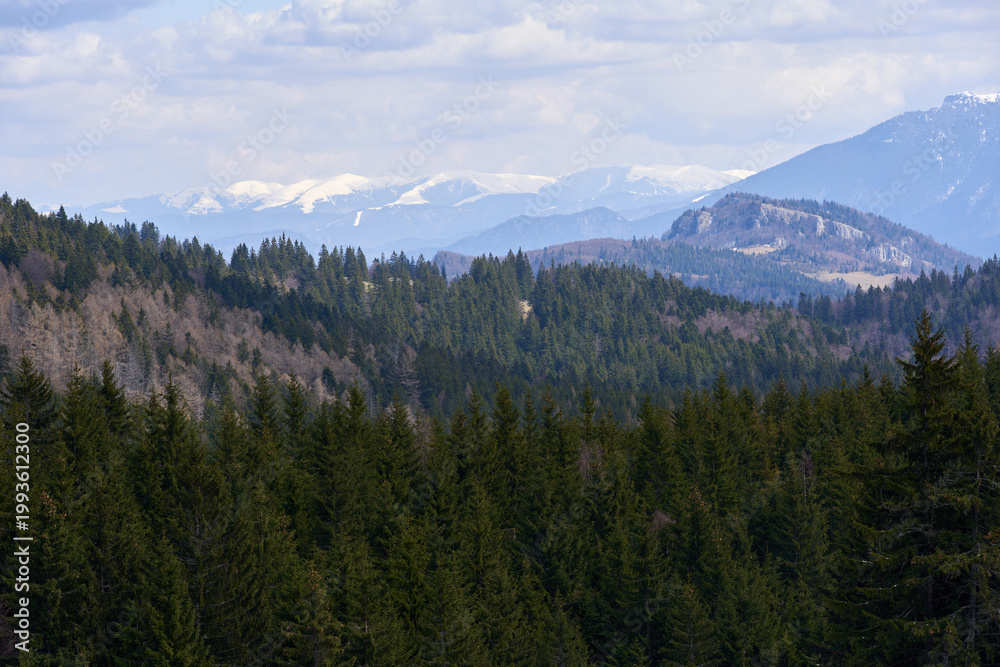 Obraz premium Panoramic view of Bucegi mountains from spruce forest