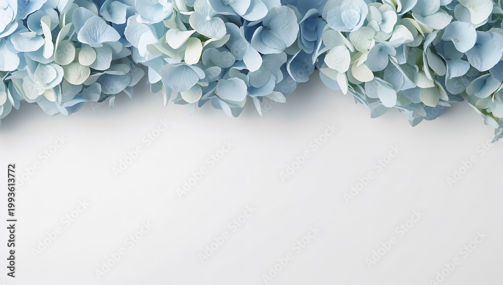 Obraz premium 余白を生かして青いあじさいを配した白背景の花写真
