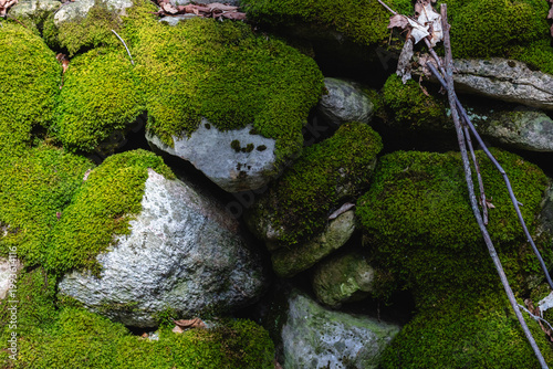 Moss covered old stone wall in nature	