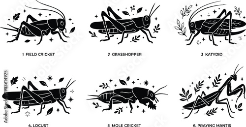 Six different insects including field cricket katydid and praying mantis