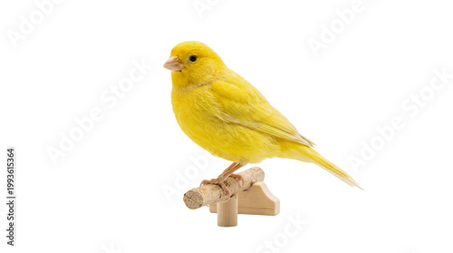 Bild auf Leinwand yellow parrot isolated on white
