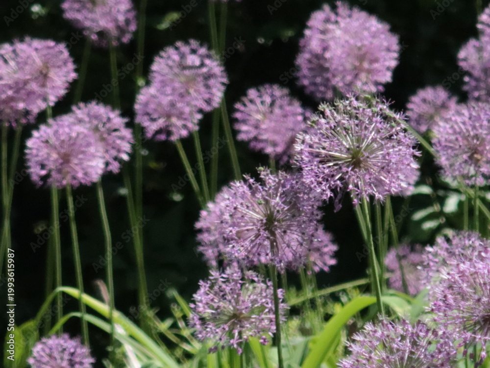 Obraz premium decorative onion bloom