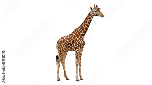 Canvas Print giraffe on white background