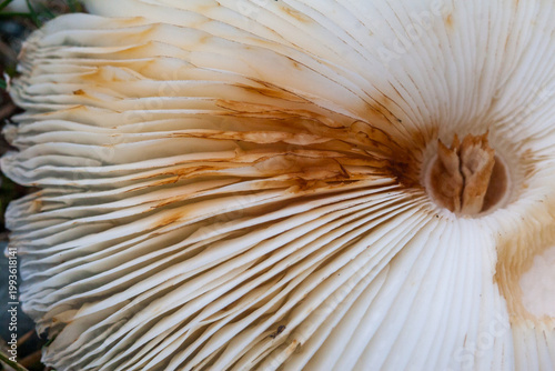 Close-up of mushroom gills, soft white with brown staining