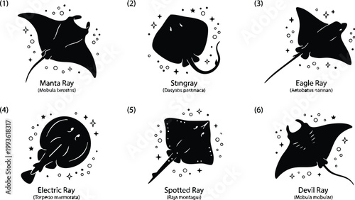 Six different ray fish species with scientific names