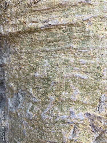 Abstract nature texture: A close-up view of a tree's protective outer layer.
