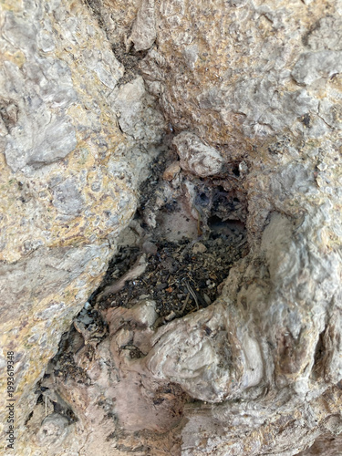 Macro view of a deep knot and hollow cavity in the bark of an old tree.