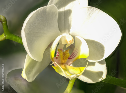 Orchidee im Sonnenlicht